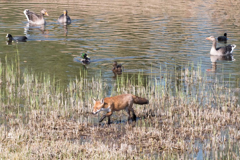 Fox and water fowl at RSPB Fowlmere in Hertfordshire, England