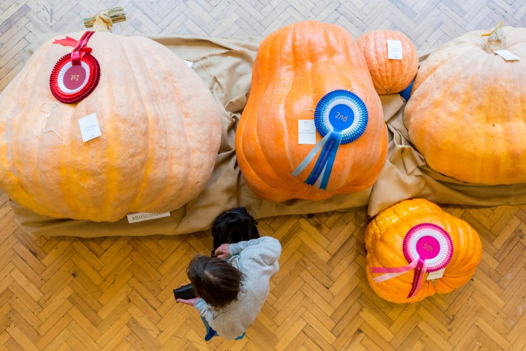 The RHS London Harvest Festival, Heaviest Pumpkin Competition.