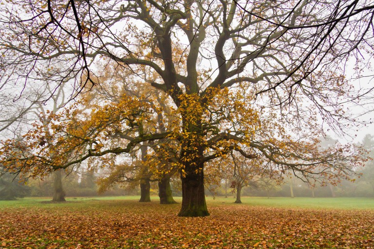 Autumn tree in park in London.